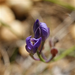 Comesperma defoliatum at Penrose, NSW - 19 Mar 2025 11:34 AM
