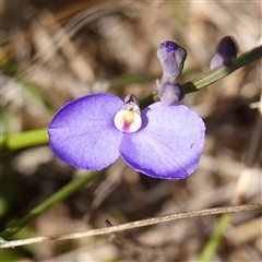 Comesperma defoliatum at Penrose, NSW - 19 Mar 2025 11:34 AM