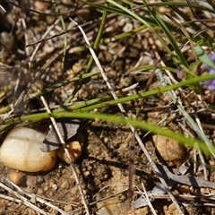 Comesperma defoliatum at Penrose, NSW - 19 Mar 2025 11:34 AM