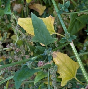 Rumex sp. at Latham, ACT - Yesterday by MattM