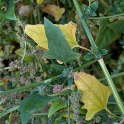 Atriplex prostrata (Hastate Orache) at Latham, ACT - 22 Mar 2025 by MattM