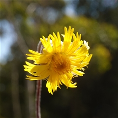 Podolepis jaceoides (Showy Copper-wire Daisy) at Penrose, NSW - 19 Mar 2025 by RobG1