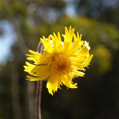 Podolepis jaceoides (Showy Copper-wire Daisy) at Penrose, NSW - 19 Mar 2025 by RobG1