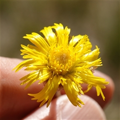Podolepis jaceoides at Penrose, NSW - 19 Mar 2025 11:36 AM