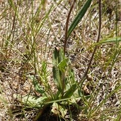 Podolepis jaceoides at Penrose, NSW - 19 Mar 2025 11:36 AM