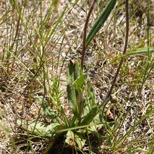 Podolepis jaceoides at Penrose, NSW - 19 Mar 2025 11:36 AM