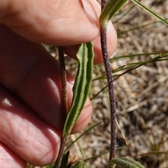 Podolepis jaceoides at Penrose, NSW - 19 Mar 2025 11:36 AM