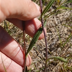 Podolepis jaceoides at Penrose, NSW - 19 Mar 2025 11:36 AM