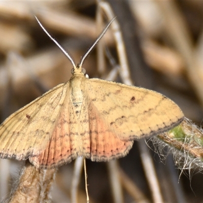 Scopula rubraria (Reddish Wave, Plantain Moth) at Dunlop, ACT - Yesterday by Thurstan