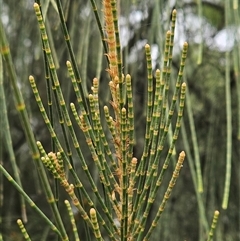 Unidentified Other Shrub at Laguna, NSW - Today by AaronClausen