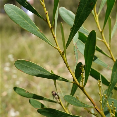 Acacia obtusata (Blunt-leaf Wattle) at Penrose, NSW - 19 Mar 2025 by RobG1