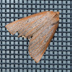 Paralaea porphyrinaria (Chestnut Vein Crest Moth) by DPRees125