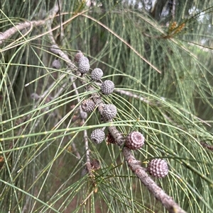Unverified Plant at Laguna, NSW - 22 Mar 2025 by Choyster