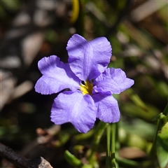 Dampiera stricta (Blue Dampiera) at Penrose, NSW - 19 Mar 2025 by RobG1