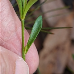 Dampiera stricta at Penrose, NSW - 19 Mar 2025 11:46 AM