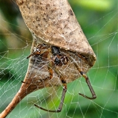 Phonognathidae (family) (Leaf curling orb-weavers) at Laguna, NSW - Yesterday by AaronClausen