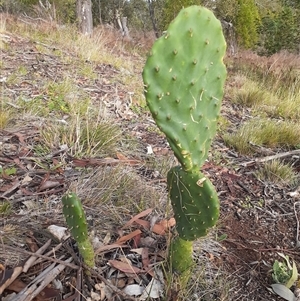 Opuntia ficus-indica (Indian Fig, Spineless Cactus) at Garran, ACT - Yesterday by HarveyPerkins