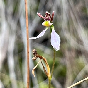 Eriochilus cucullatus (Parson's Bands) at Aranda, ACT - 21 Mar 2025 by dgb900