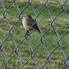 Acanthiza chrysorrhoa (Yellow-rumped Thornbill) at Kingston, ACT - 22 Mar 2025 by Tawny4