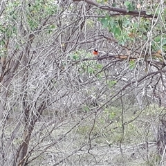 Petroica boodang (Scarlet Robin) at Yaouk, NSW - 20 Mar 2025 by JARS