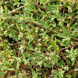 Einadia nutans subsp. nutans (Climbing Saltbush) at Hawker, ACT - 22 Mar 2025 by sangio7