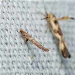 Zelleria cynetica (Rectangular Ermine Moth) at Harrison, ACT - 20 Mar 2025 by DPRees125