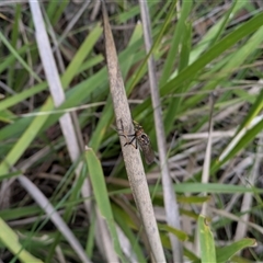 Unidentified Robber fly (Asilidae) at South Durras, NSW - Yesterday by WalterEgo