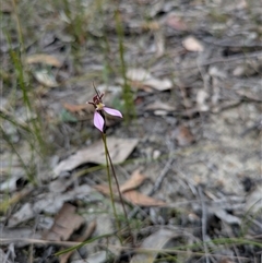 Eriochilus cucullatus (Parson's Bands) at South Durras, NSW - 22 Mar 2025 by WalterEgo