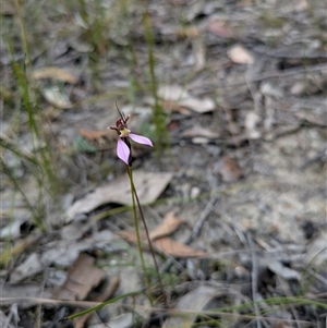 Eriochilus cucullatus (Parson's Bands) at South Durras, NSW - Yesterday by WalterEgo