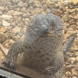 Egernia cunninghami (Cunningham's Skink) at Bungendore, NSW - Yesterday by yellowboxwoodland