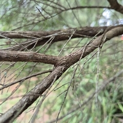 Unverified at suppressed - suppressed