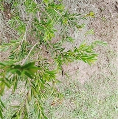 Unidentified Plant at Laguna, NSW - 22 Mar 2025 by Mcgrata