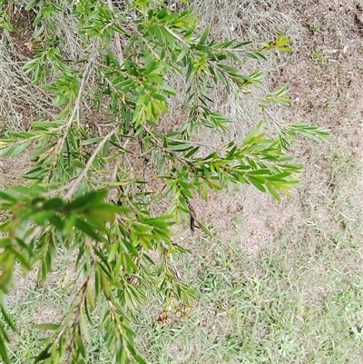 Unidentified Plant at Laguna, NSW - 22 Mar 2025 by Mcgrata