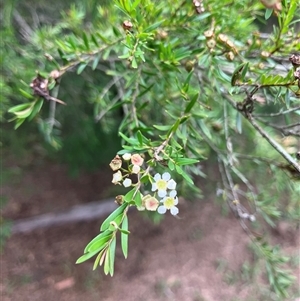 Unverified Plant at Laguna, NSW - 22 Mar 2025 by PatTierney