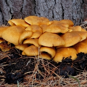 Gymnopilus junonius at Mount Burr, SA - 11 Mar 2025 01:17 PM