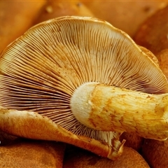 Gymnopilus junonius at Mount Burr, SA - 11 Mar 2025 01:17 PM
