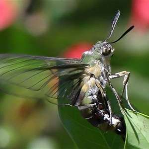 Cephonodes (genus) at Brisbane City, QLD - 2 Feb 2024 12:17 PM