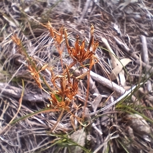 Centaurium sp. (Centaury) at Cooma, NSW - 21 Mar 2025 by mahargiani