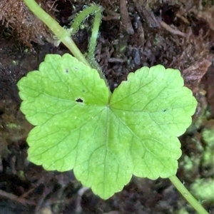 Hydrocotyle hirta by CattleDog