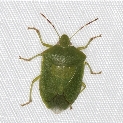 Nezara viridula (Green vegetable bug) at Melba, ACT - 19 Mar 2025 by kasiaaus