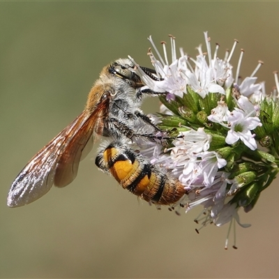 Radumeris tasmaniensis (Yellow Hairy Flower Wasp) at Hall, ACT - Yesterday by Anna123