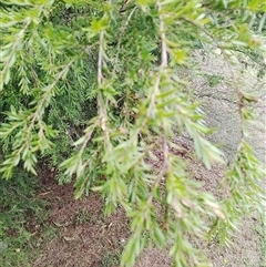 Unidentified Plant at Laguna, NSW - 22 Mar 2025 by Mcgrata