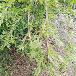 Unverified Plant at Laguna, NSW - 22 Mar 2025 by Mcgrata