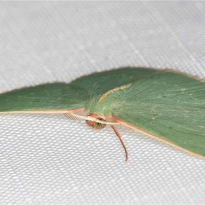 Chlorocoma dichloraria (Guenee's or Double-fringed Emerald) at Melba, ACT - 19 Mar 2025 by kasiaaus