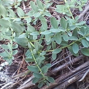 Hypericum perforatum (St John's Wort) at Cooma, NSW - Yesterday by mahargiani