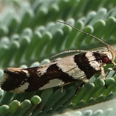 Macrobathra desmotoma ( A Cosmet moth) at Hall, ACT - Yesterday by Anna123