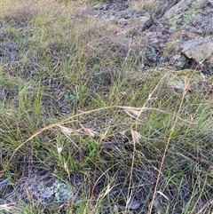 Themeda triandra (Kangaroo Grass) at Wanniassa, ACT - Yesterday by jks