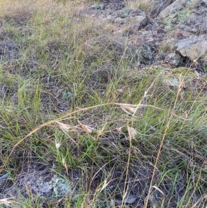 Themeda triandra (Kangaroo Grass) at Wanniassa, ACT - Yesterday by jks