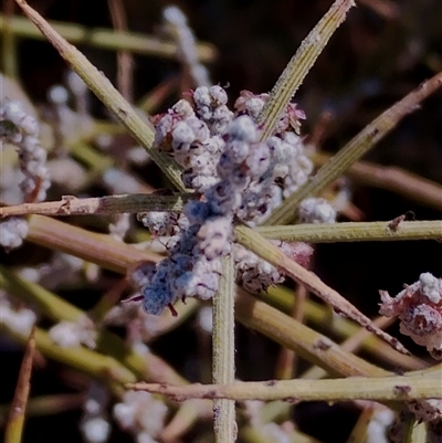 Unidentified Other Shrub at Maude, NSW - 18 Mar 2025 by Teresa