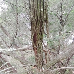 Unverified Plant at Laguna, NSW - 22 Mar 2025 by Mcgrata